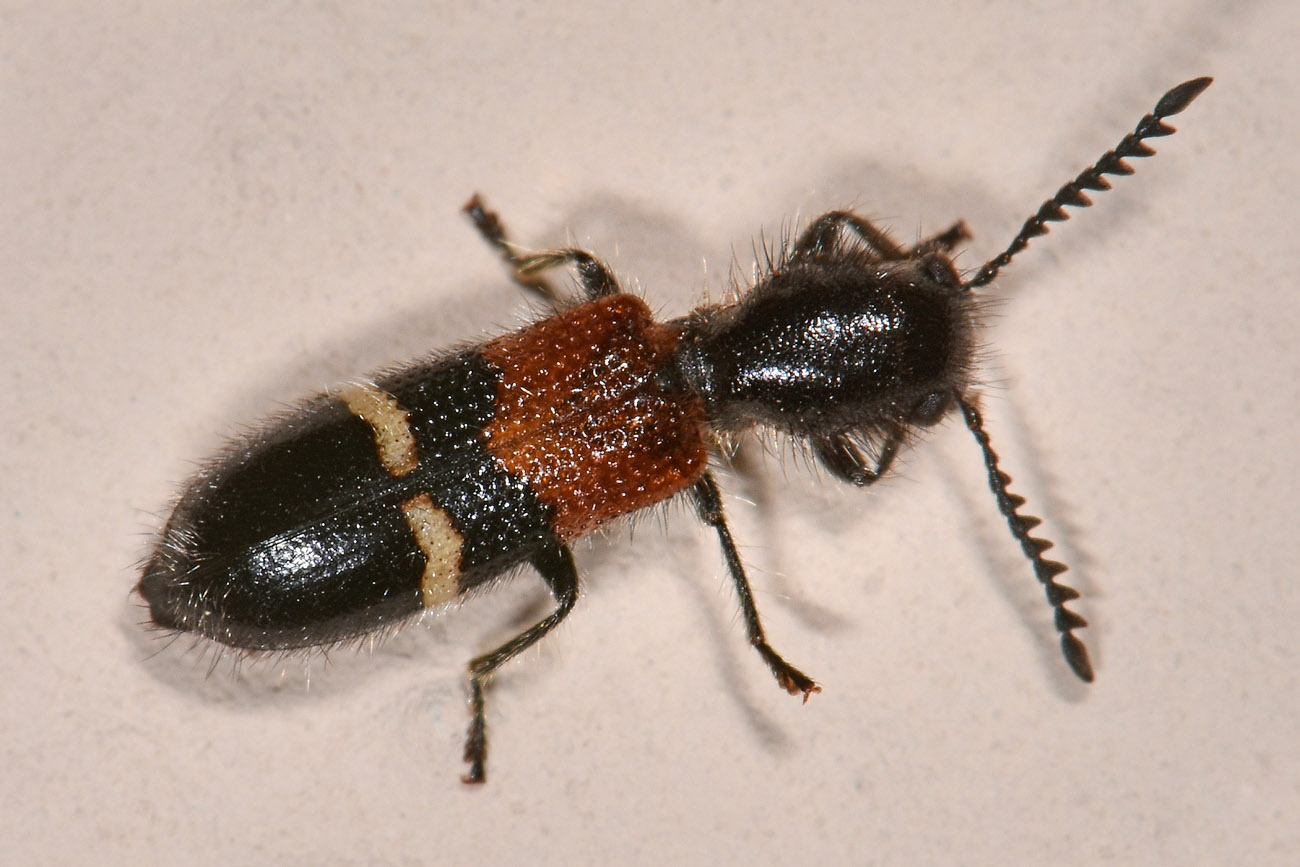 Cleridae:  Tilloidea sp.?  S, Tilloidea unifasciata